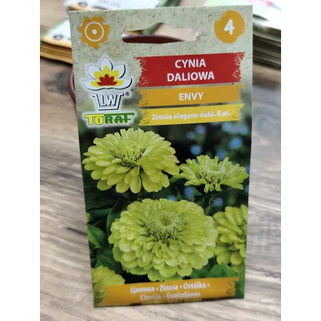 Cynia daliowa Envy